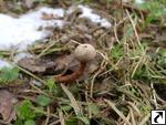 Tulostoma fimbriatum