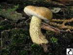 Tylopilus felleus