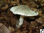 Volvariella volvacea