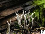 Xylaria hypoxylon