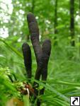 Xylaria polymorpha