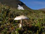 Amanita arctica