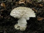 Amanita