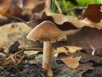 Inocybe glabripes