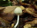 Coprinus xanthothrix