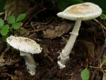 Amanita eliae