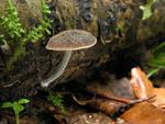 Pluteus thomsonii