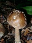 Amanita beckeri