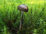 Inocybe soluta