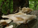 Pleurotus pulmonarius