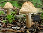 Inocybe appendiculata