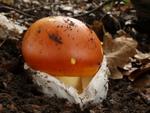 Amanita caesarea