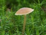 Entoloma cetratum