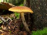 Gymnopilus sapineus