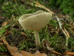 Helvella macropus