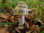 Amanita ceciliae