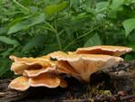 Lentinus torulosus