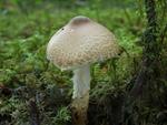 Lepiota ventriosospora