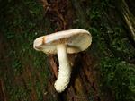 Pholiota astragalina