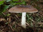 Pluteus primus