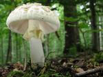 Amanita citrina