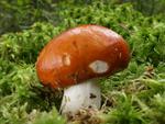 Russula paludosa