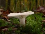 Lactarius chrysorrheus