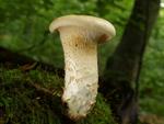 Lentinus lepideus