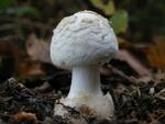 Amanita citrina var. alba