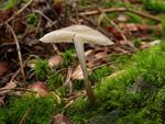 Mycena galericulata