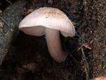 Pluteus brunneoradiatus