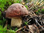 Boletus pinophilus