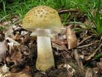 Amanita franchetii