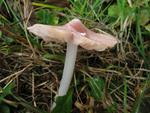 Hygrocybe calyptriformis