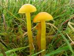 Hygrocybe ceracea