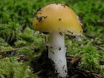 Amanita gemmata