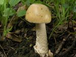 Amanita lividopallescens