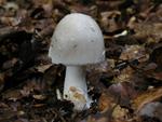 Amanita mairei