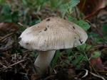 Inocybe posterula