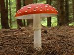 Amanita muscaria