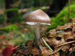 Mycena strobilicola