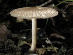 Pluteus dietrichii