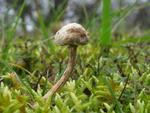 Tulostoma melanocyclum