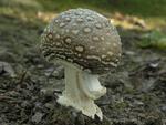 Amanita pantherina