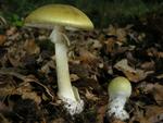 Amanita phalloides