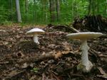 Amanita phalloides var. alba