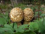 Amanita regalis