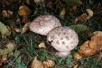 Amanita strobiliformis