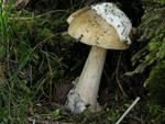 Amanita submembranacea