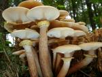 Armillaria mellea